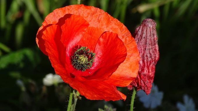 Zo fragiel en zo mooi, de klaproos... (foto CdC)