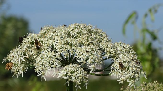 Wilde peen met Honingbij... (fotoCdC)