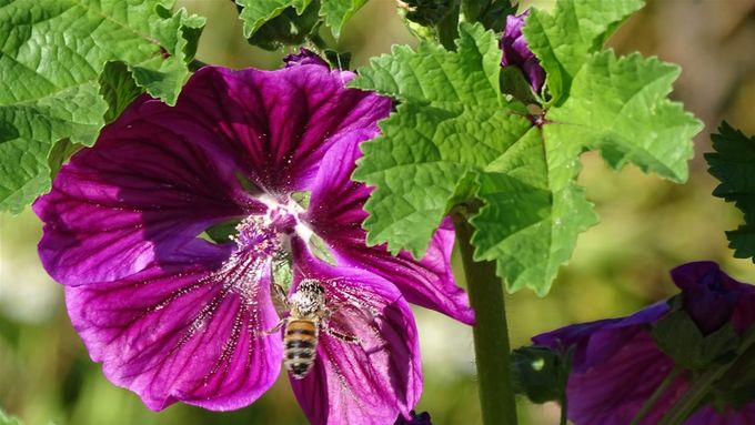 Honingbij heeft de smaak te pakken bij het Kaasjeskruid... (foto CdC)