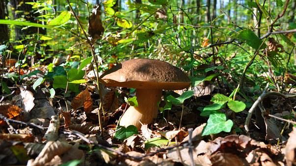 Paddestoelen vallen meer en meer op...