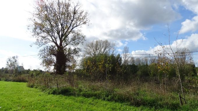 De Zwarte populier houd buiten onze vesten de boel in 't oog... (CdC)