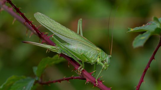Groene sprinkhaan