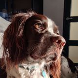 Sadie ruim 1,5 jaar