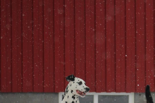 Hundarna uppskattade snön.