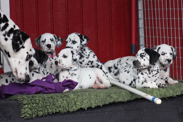 Diva har full koll.