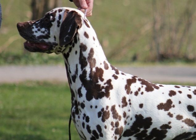  Imorgon  är det 2 veckor sedan vi var på Canicold i Danmark och inseminerade.