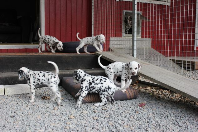 Hela gänget