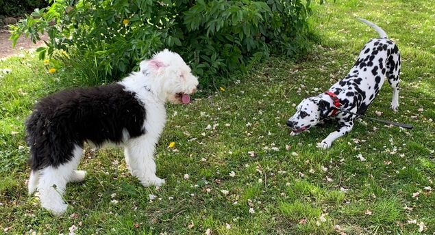 Bodils syster har en Old English Sheepdog  15 veckor som Yara kommer  att träffa då och då.