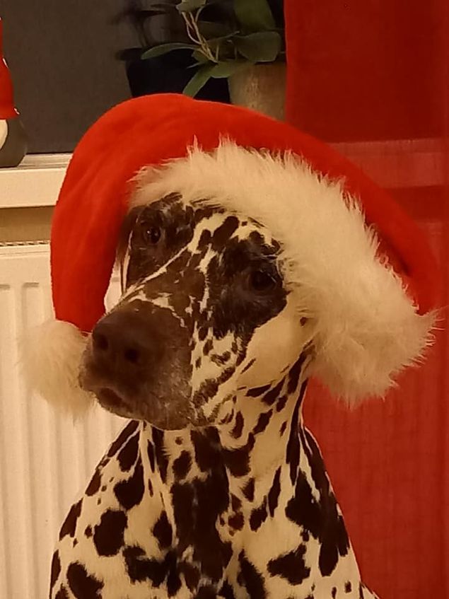 Garbo som charmar alla besökare.