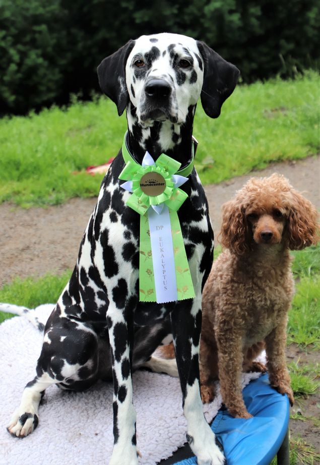 Grattis till Helga och Monika !
 Tävlade i lördags  Nosework Godkänd doftprov I.
