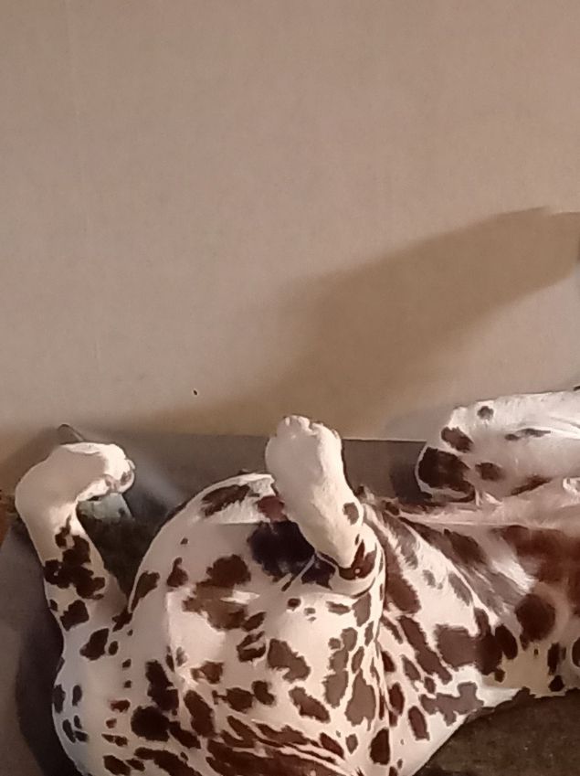 Garbos sovstil imellanåt vilket hon har fört vidare till många av sina avkommer.
