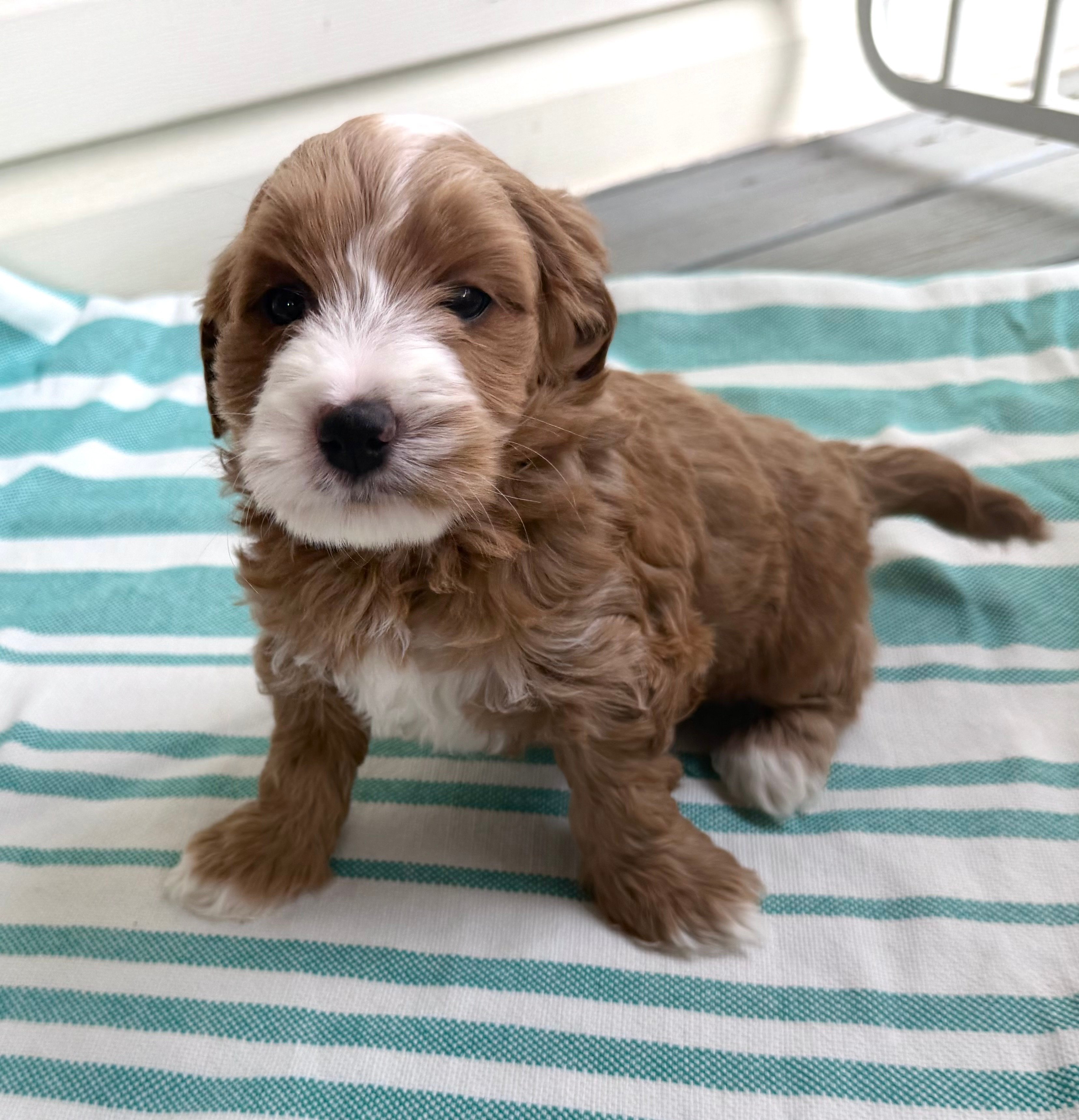 A cream-colored Petite Goldendoodle puppy from Delilah's Doodles.