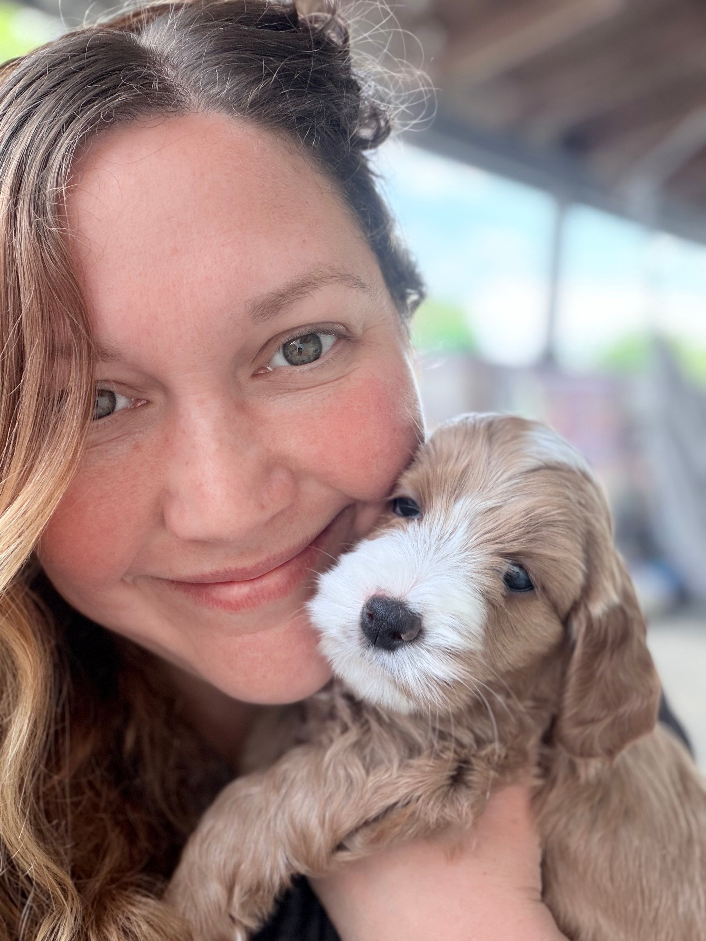 Mini Goldendoodle puppy