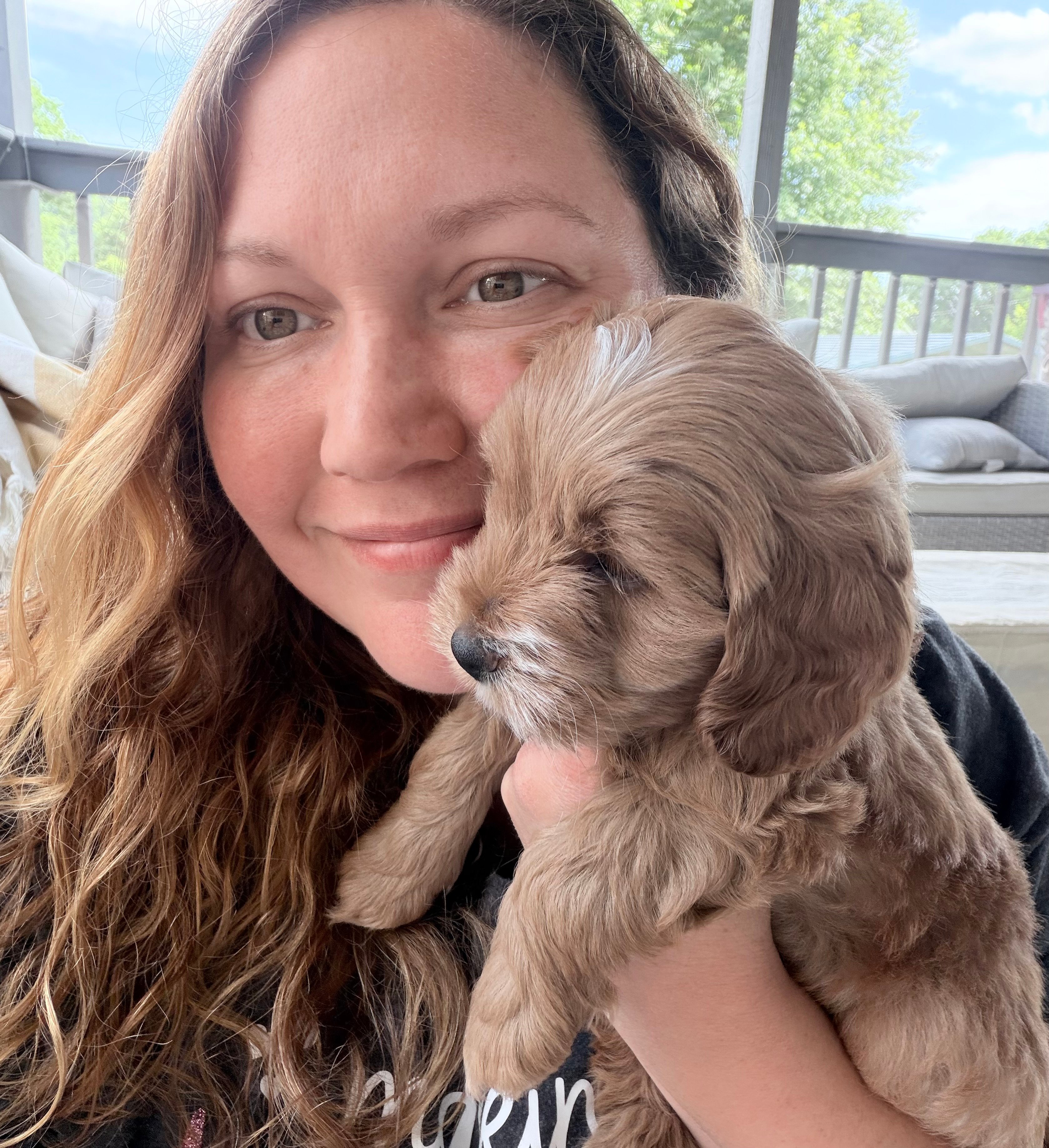 Mini Goldendoodle puppy