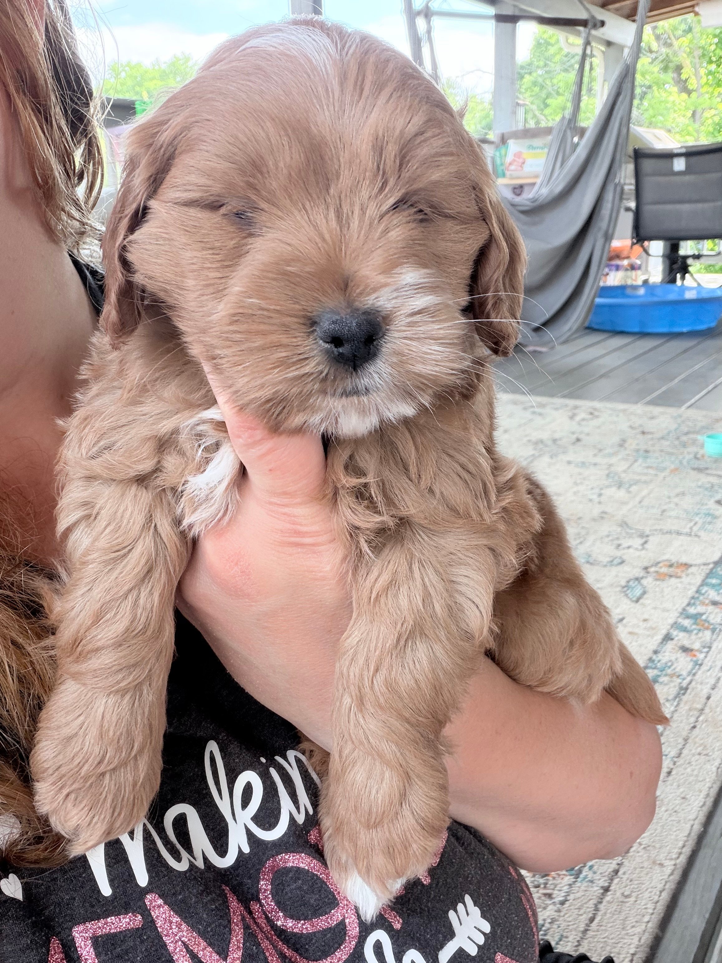 A Petite Goldendoodle puppy from Delilah's Doodles being held.