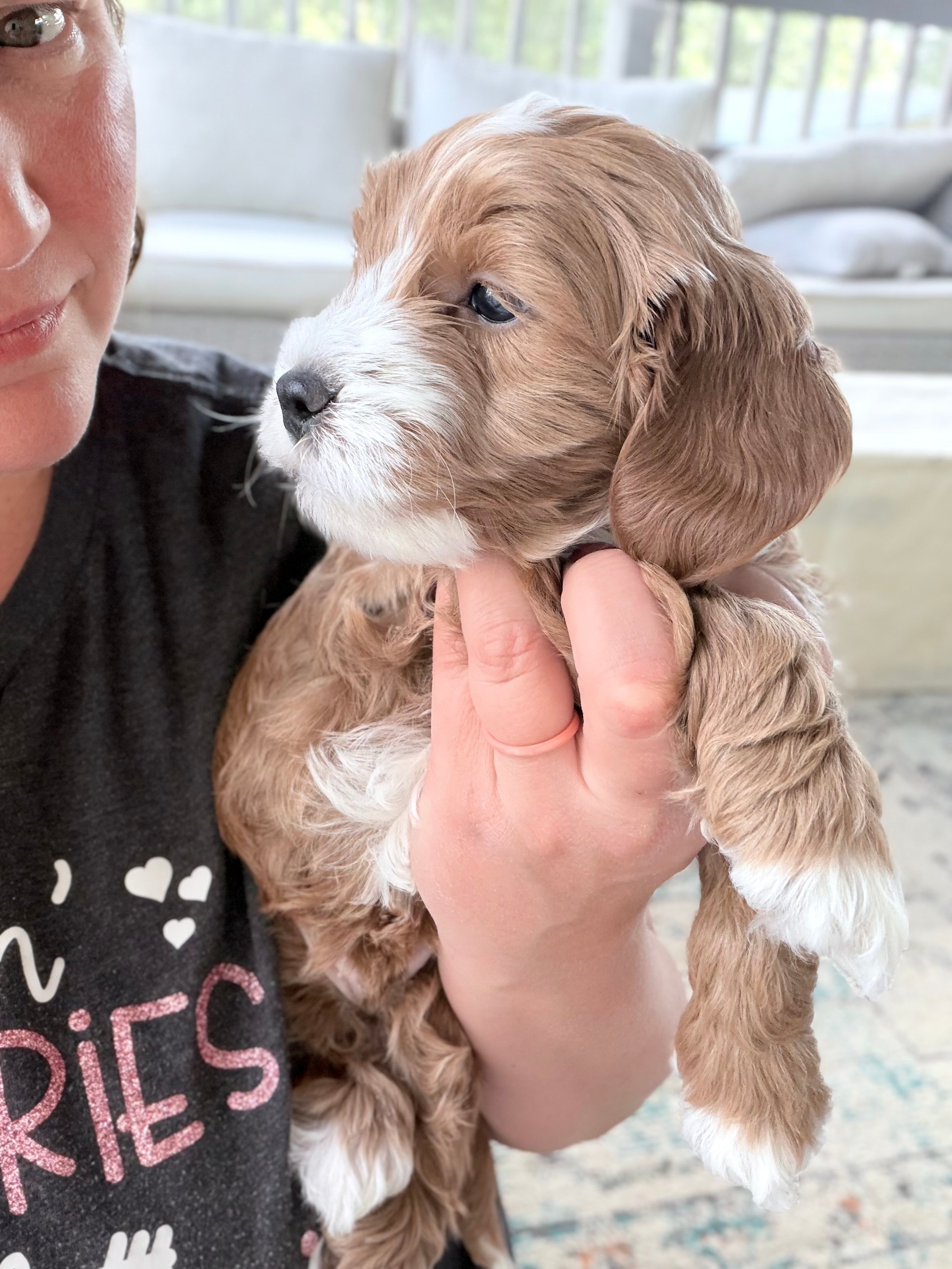 Petite Goldendoodle puppy