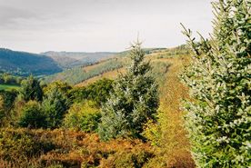 Cwmcarn