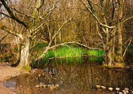 Woodland Pond