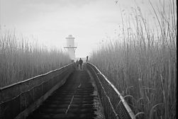 July -- Newport Wetlands 