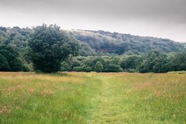 Wild grassland --2024