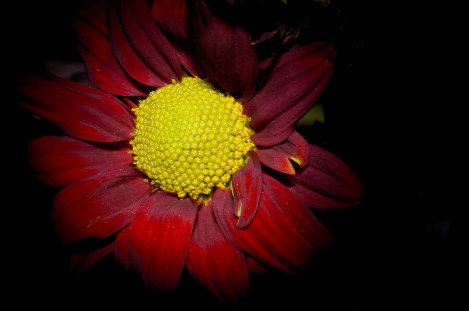 Yellow Centre