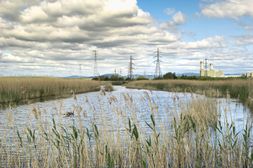 August -- Newport Wetlands 