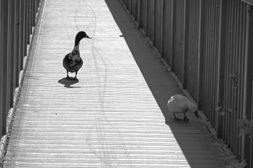 September --- Ducks
