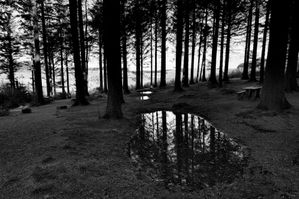 February -- Cwmcarn