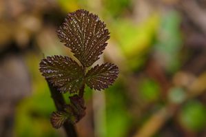 April -- New Growth