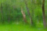 trees 2024 