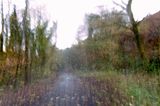 Woodland Path 2024