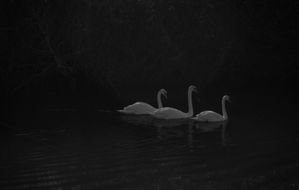 March -- Swans 