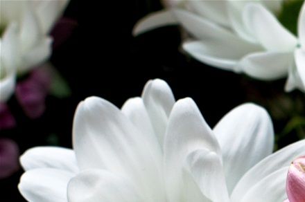 Birthday flowers