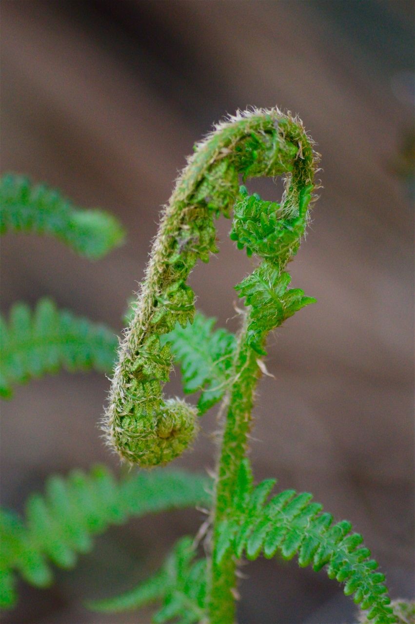 Fern Bud
