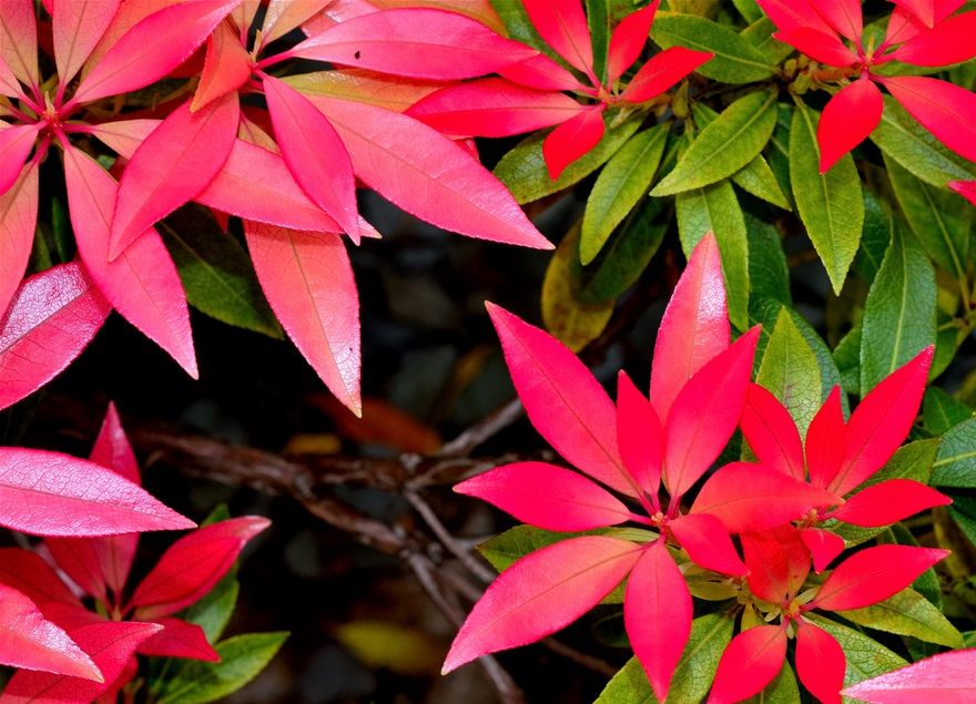 Japanese Pieris