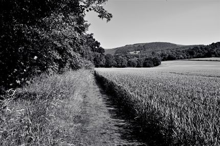 Wheat Field Lower Machen