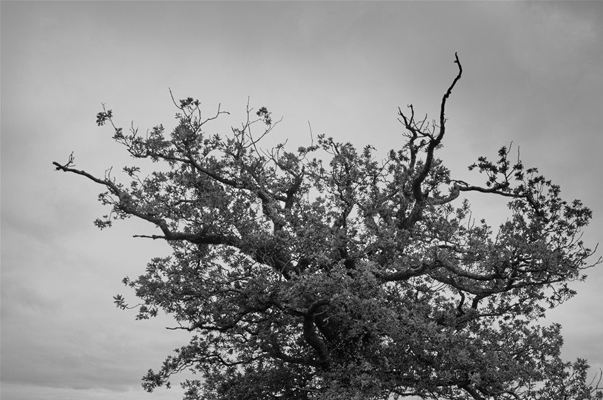 Lone Tree