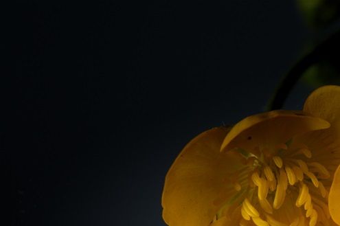 Buttercups in Reflection
