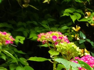 Garden in Full Bloom
