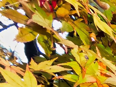 Autumn Colours Cefn Onn Parc