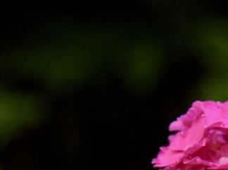 Hydrangea