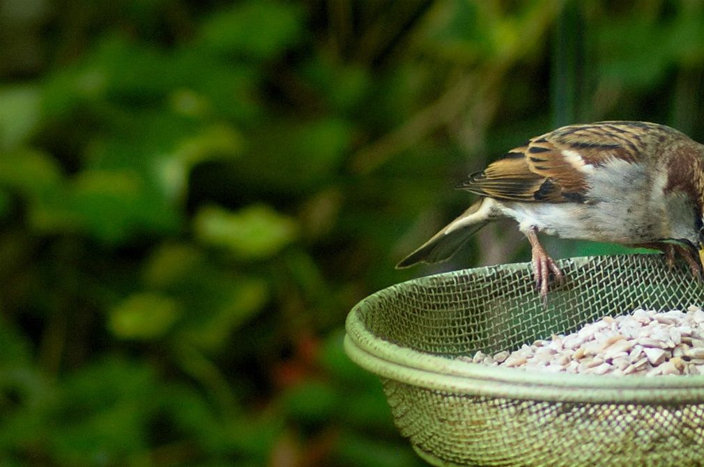 Sparrow Feeding