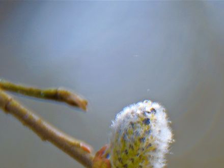 Spring Bud