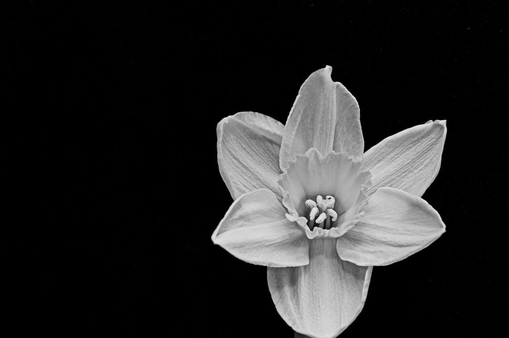 Lone Daff