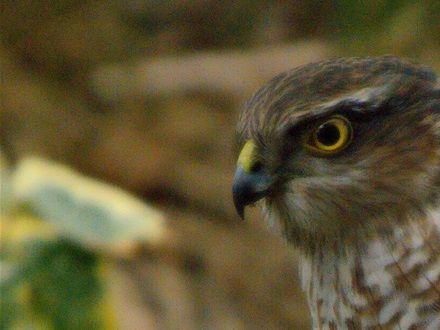 Sparrow Hawk (Click Image for Full view)