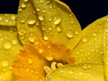 A Host of Golden Daffodils