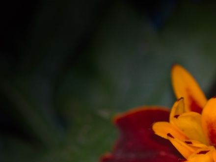 Marigold