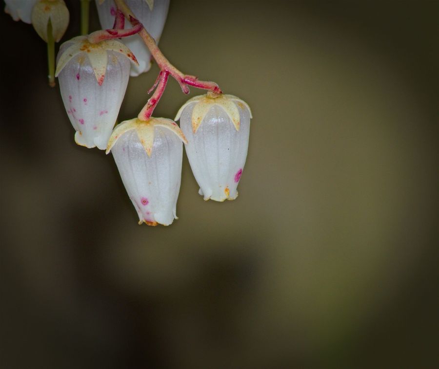 Pieris Fores Flame Flower