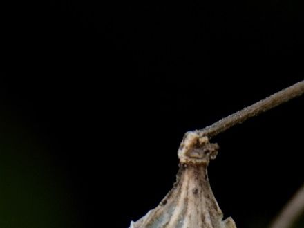 Withered