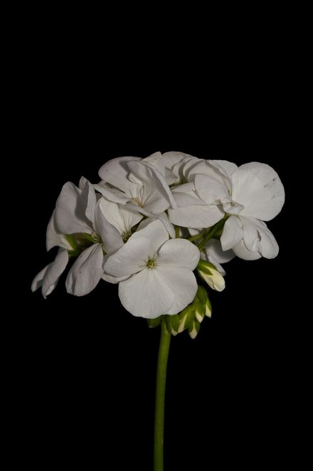 Lone Geranium